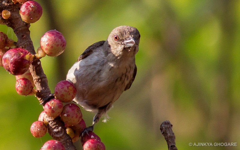 Thick-billed Flowerpecker